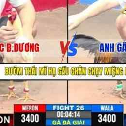 đá gà c3 trận 26