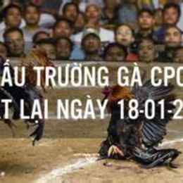 đá gà c4 21/12/2023