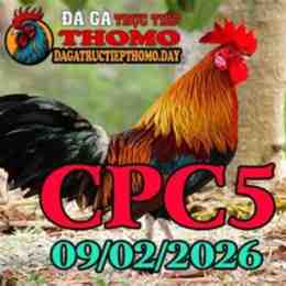 đá gà c5 ngày 25 tháng 8