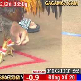 đá gà cam 67 c4