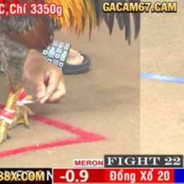đá gà cam 67 c6