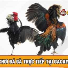 da ga cam moi