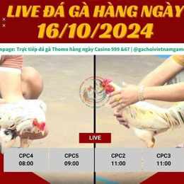 đá gà casino hôm