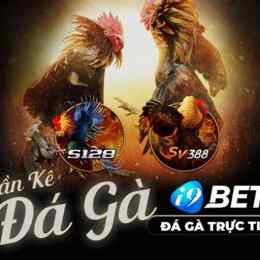 đá gà casino mới