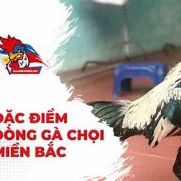 da ga choi mien bac