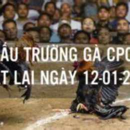 đá gà cpc c2 hôm nay