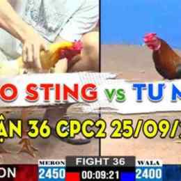 đá gà cpc2 24/7
