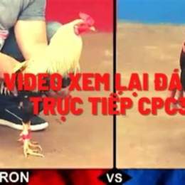 đá gà cpc3 hôm nay trận 10