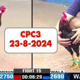 đá gà cpc3 ngày 23 trận 22
