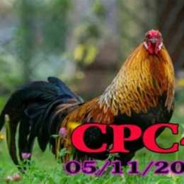 đá gà cpc4 23 7