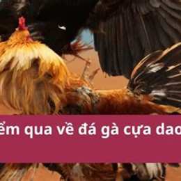 da ga cua dao dut dau