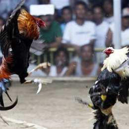 đá gà cựa dao trên mạng
