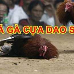 da ga cua dao.net