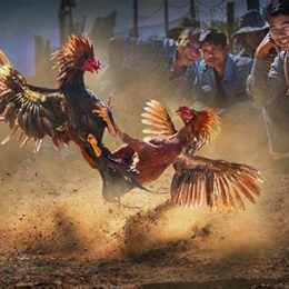 đá gà cựa sắt city