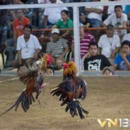 đá gà cựa thái lan