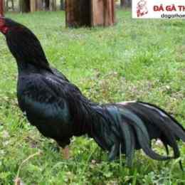 đá gà cựa tròn thomo