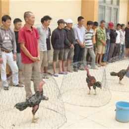 đá gà đắk bơ