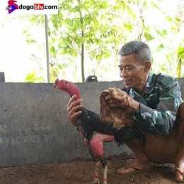 da ga don viet nam