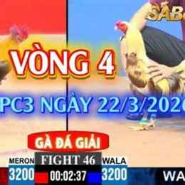 đá gà giải c3 ngày 8 tháng 7