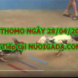 đá gà giải ngày hôm nay