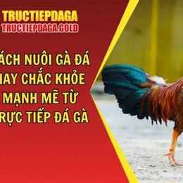 da ga hay nhat