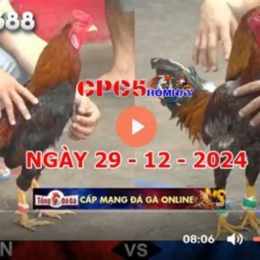 đá gà hôm nay c5 trận 21