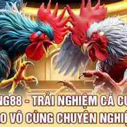 đá gà king88.co