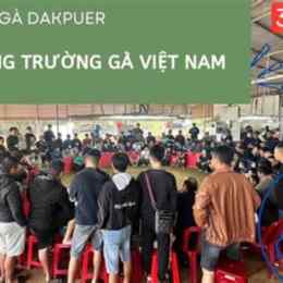 đá gà lệ thanh
