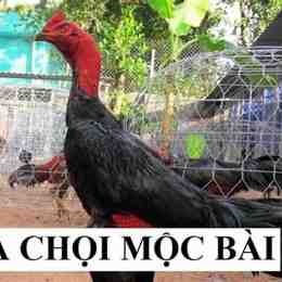 đá gà mộc bài chấm com