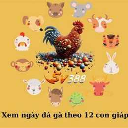 đá gà ngày 11/12