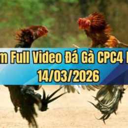 đá gà ngày 14/1
