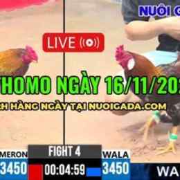 đá gà ngày 16 tháng 12