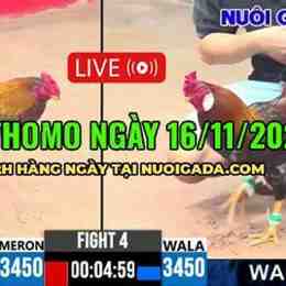 đá gà ngày 16 tháng 8