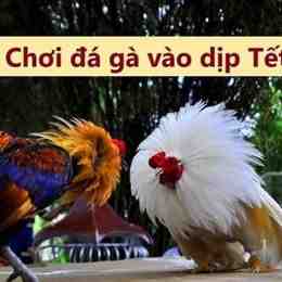 đá gà ngày 22 tháng 3