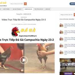 da ga ngay 23 7