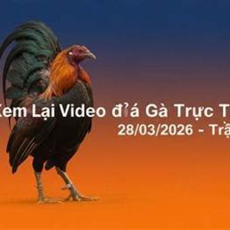 đá gà ngày 28 tháng 09