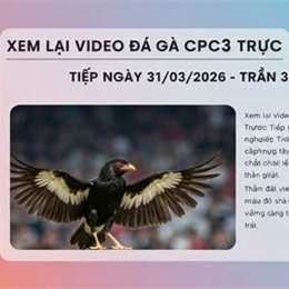 đá gà ngày 31/5