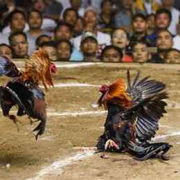 đá gà ngày 5/8