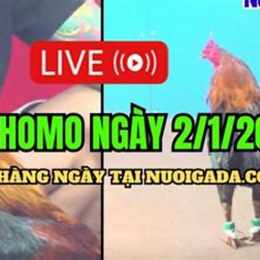da ga ngay nay
