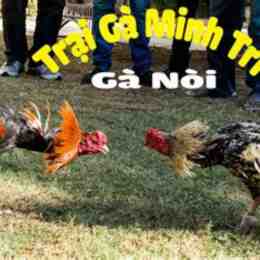 da ga noi 2016