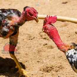 đá gà nòi đòn mới nhất