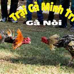 da ga noi moc hoa