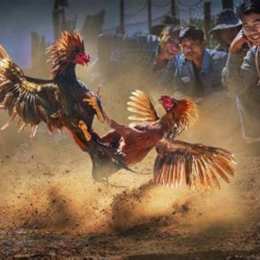 đá gà ở mộc bài