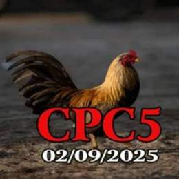 đá gà phát lại c5 hôm nay