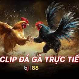 đá gà phát lại c5