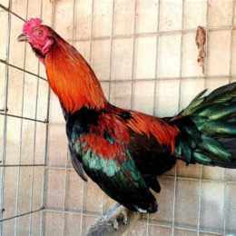 đá gà rồng phượng