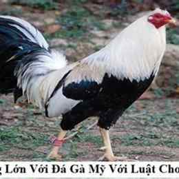 da ga s88