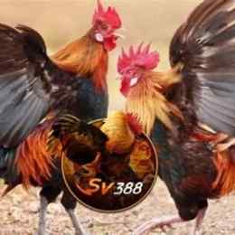 đá gà sv388 tốt nhất việt nam