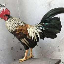 đa gà sv388.com