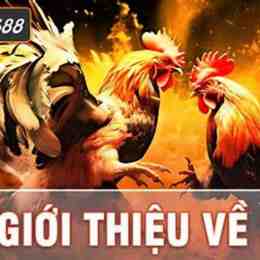 đá gà sv388z